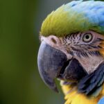 Más de 200 loras, pericos y guacamayas han ingresado este año al Hogar de Paso de Corantioquia