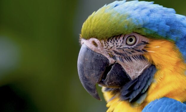 Más de 200 loras, pericos y guacamayas han ingresado este año al Hogar de Paso de Corantioquia
