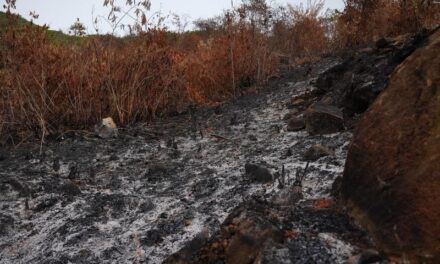 Alerta en Colombia por aumento de incendios forestales: prohíben quemas agrícolas ante el Fenómeno de El Niño