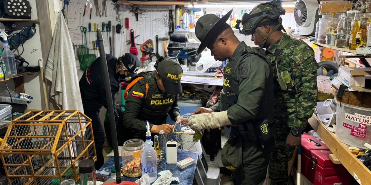 Rescatan 30 aves y una tortuga que permanecían en cautiverio en una vivienda de Medellín