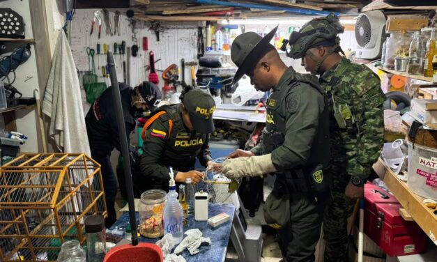 Rescatan 30 aves y una tortuga que permanecían en cautiverio en una vivienda de Medellín