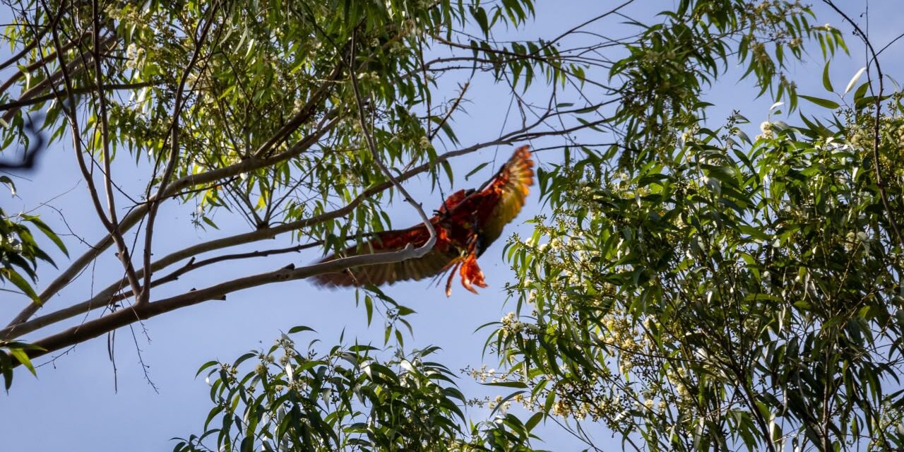 Rescatan a una guacamaya que quedó atrapada en un árbol a gran altura en el Valle de Aburrá