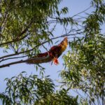 Rescatan a una guacamaya que quedó atrapada en un árbol a gran altura en el Valle de Aburrá