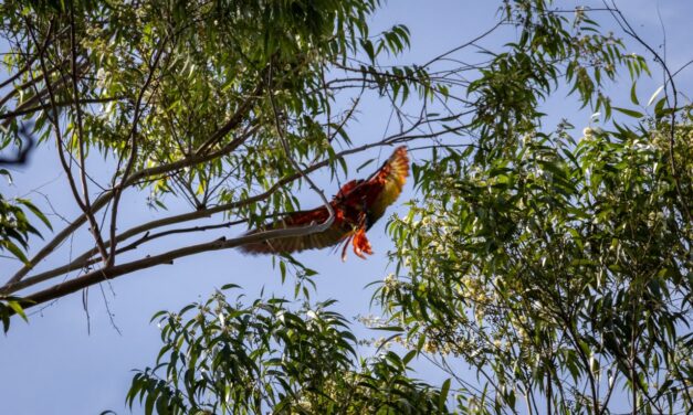 Rescatan a una guacamaya que quedó atrapada en un árbol a gran altura en el Valle de Aburrá