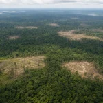 Deforestación en Colombia cayó a 119.483 hectáreas en 2025, el menor nivel en dos décadas