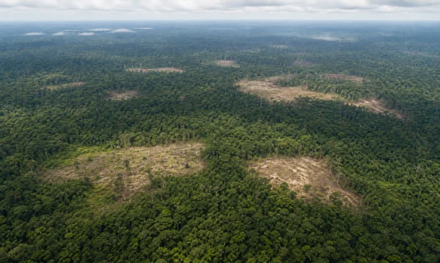 Deforestación en Colombia cayó a 119.483 hectáreas en 2025, el menor nivel en dos décadas