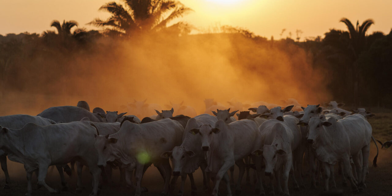 Brasil puede reducir el metano de la ganadería con cambios en el manejo del ganado