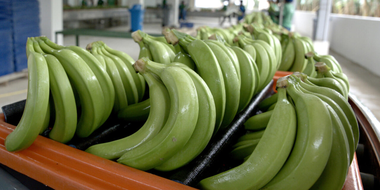 Detrás de éxito del banano de Ecuador: inversión en sostenibilidad que precios no reflejan
