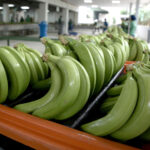 Detrás de éxito del banano de Ecuador: inversión en sostenibilidad que precios no reflejan