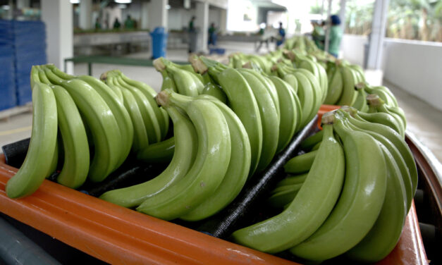 Detrás de éxito del banano de Ecuador: inversión en sostenibilidad que precios no reflejan