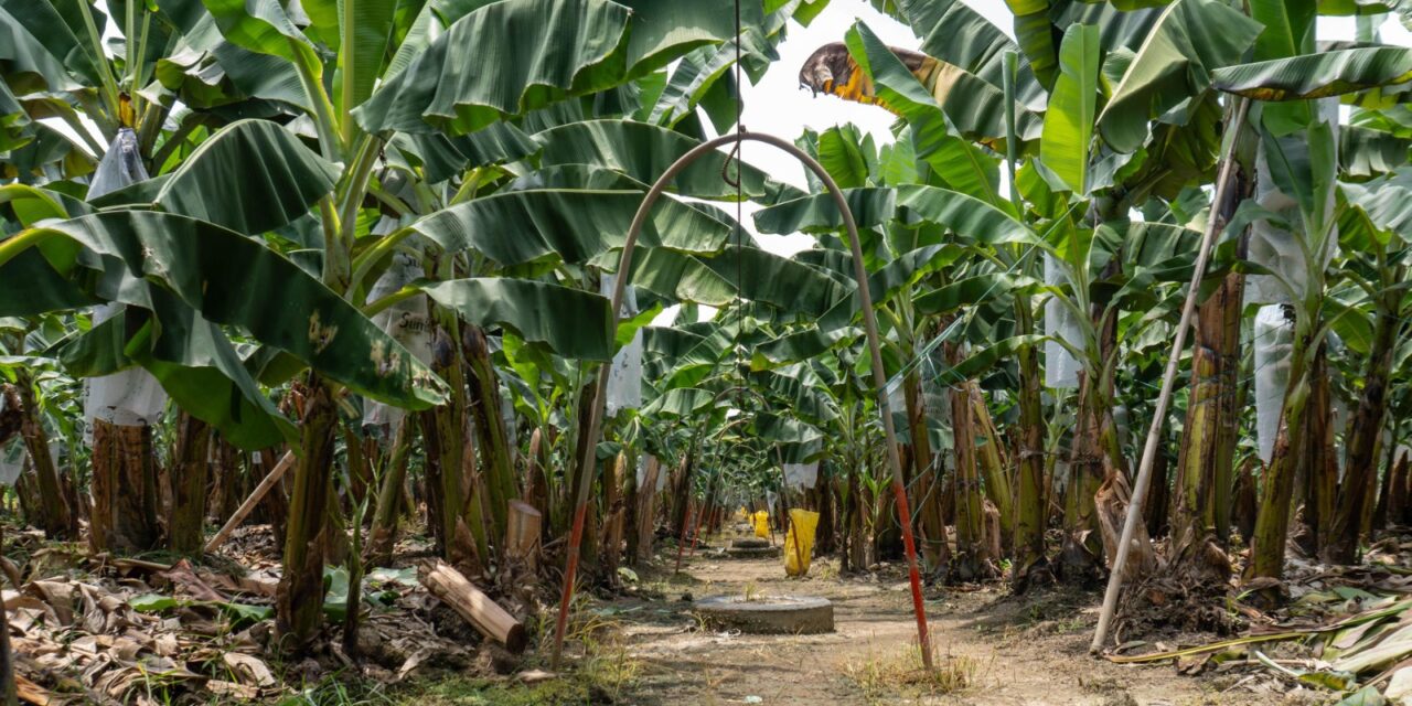 Industria bananera de Ecuador desarrolla mecanismos para proteger producción ante El Niño