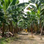 Industria bananera de Ecuador desarrolla mecanismos para proteger producción ante El Niño