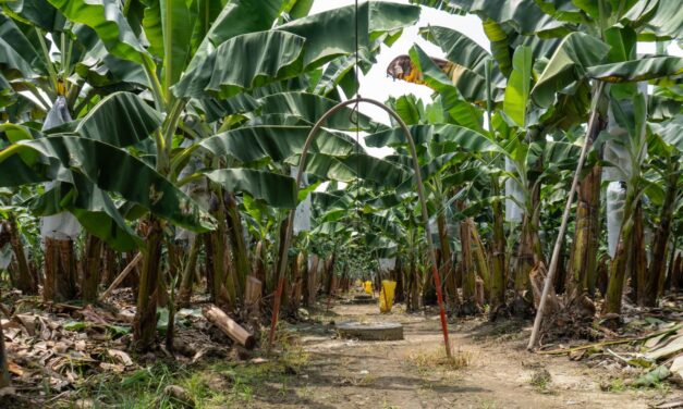 Industria bananera de Ecuador desarrolla mecanismos para proteger producción ante El Niño