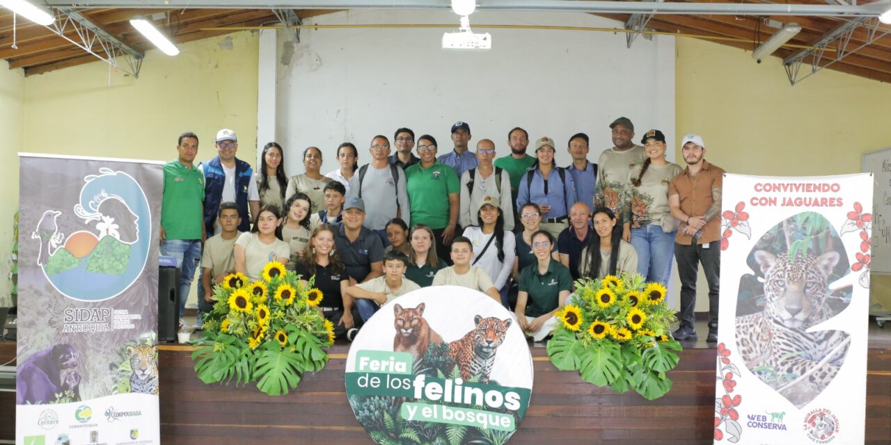 Corantioquia reporta 99 % de efectividad en métodos para reducir ataques de felinos al ganado en Ituango
