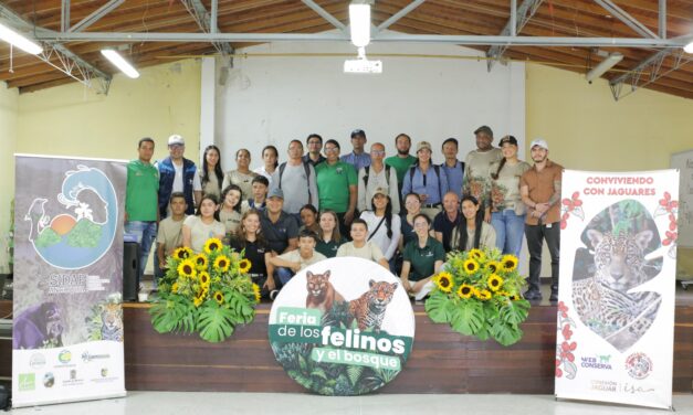 Corantioquia reporta 99 % de efectividad en métodos para reducir ataques de felinos al ganado en Ituango