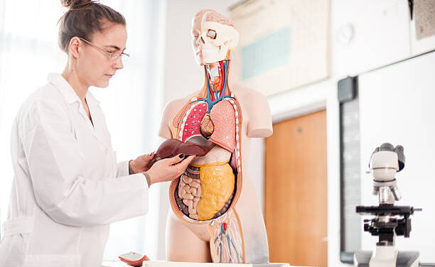 Hígado graso: la enfermedad silenciosa que puede afectar la salud cardiovascular