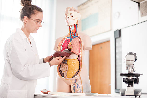 Hígado graso: la enfermedad silenciosa que puede afectar la salud cardiovascular