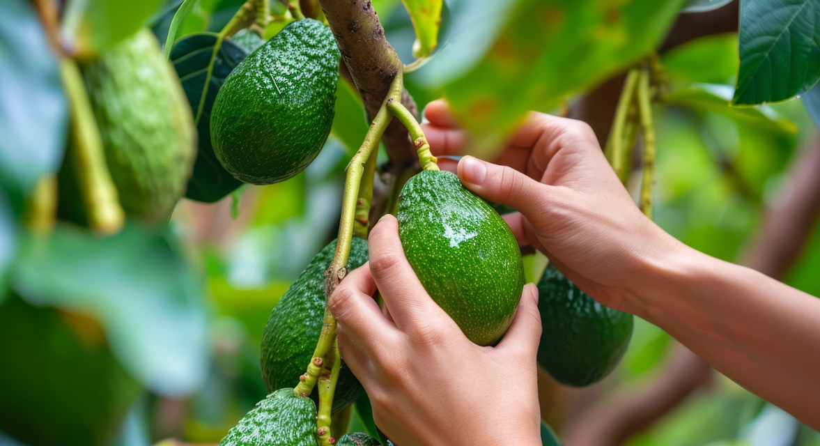 Antioquia concentra el 36 % del área de aguacate Hass registrada en Colombia