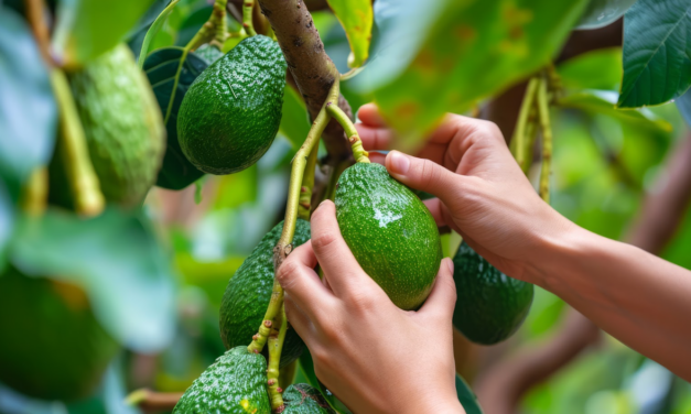 Antioquia concentra el 36 % del área de aguacate Hass registrada en Colombia