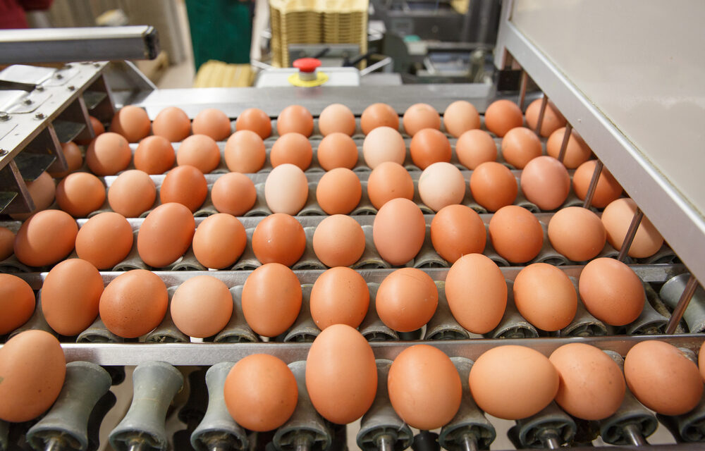 Avicultores donarán un millón de huevos para apoyar a hogares vulnerables en Colombia