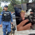 Cae narcopaloma en Colombia: era utilizada en cárceles
