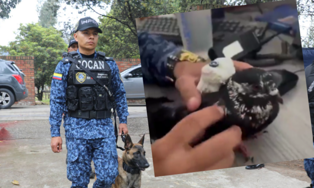 Cae narcopaloma en Colombia: era utilizada en cárceles