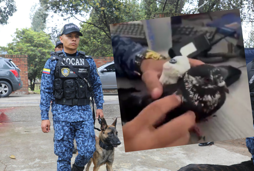 Cae narcopaloma en Colombia: era utilizada en cárceles